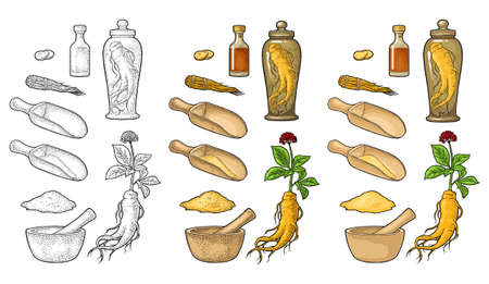 Root and leaves panax ginseng. Vector engraving black illustrationのイラスト素材