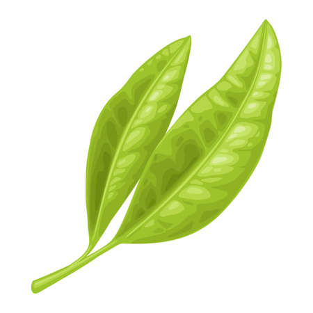 Tea branch with leaves. Vector color realistic illustration for label, poster, web. Isolated on whiteのイラスト素材