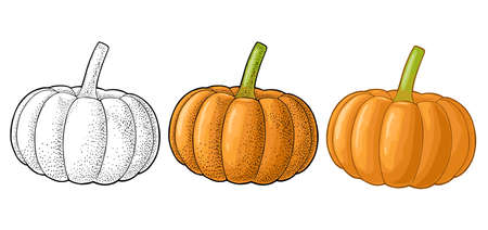 Pumpkin. Vector vintage engraving illustration. Isolated on whiteのイラスト素材