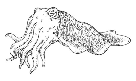 Cuttlefish isolated on white background. Vintage vector hatching monochrome black illustration. Hand drawn design in a graphic ink style.のイラスト素材