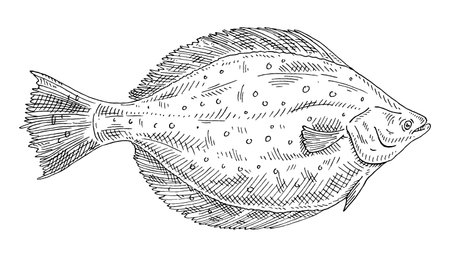 Whole fresh fish flounder on white background. Vintage vector engraving monochrome black illustration. Hand drawn design in a graphic ink style.のイラスト素材