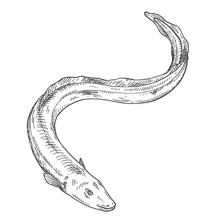 Eel fish. Vintage engraving monochrome black illustration.のイラスト素材