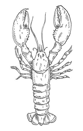 Lobster isolated on white background. color vintage engravingのイラスト素材
