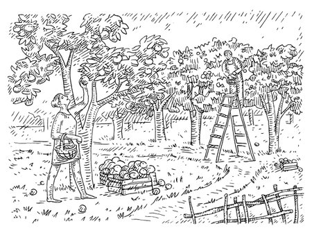 Woman and man harvesting the apple in the garden. Engraving vector black vintage illustration isolated on white background.のイラスト素材