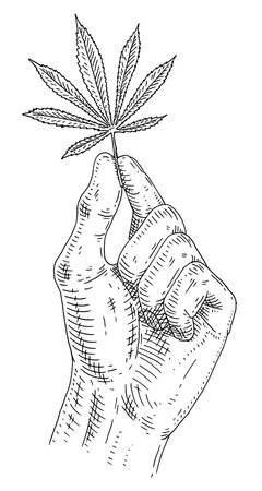 Male hand holding marijuana leaf. Engraving vintage vector illustration.のイラスト素材