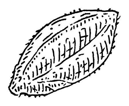 Close up brazil nut in shell. Vector engraving black vintage illustration. isolated on white background.のイラスト素材