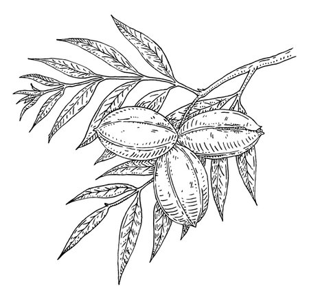 Pecan tree branch with leaves and nuts. Vector vintage engraving illustration. isolated on white background. Hand drawn design element for label and posterのイラスト素材