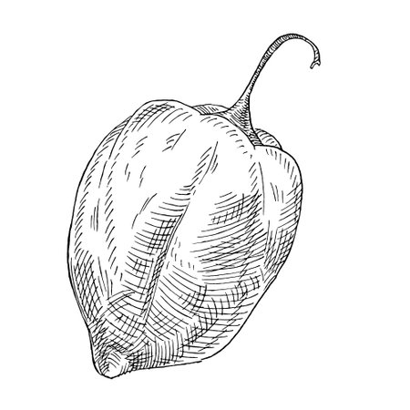 Whole pepper habanero. Vintage engraving vector black illustration.のイラスト素材