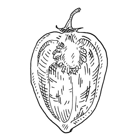 Whole pepper habanero. Vintage engraving vector black illustration.のイラスト素材