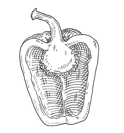 Half sweet bell pepper. Vintage hatching vector black illustration.のイラスト素材
