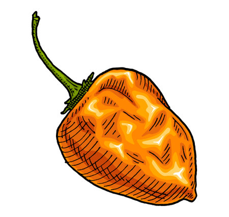 Whole pepper habanero. Vintage engraving vector illustration.のイラスト素材