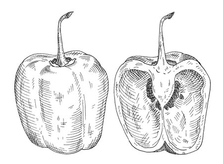 Whole and half pepper rocoto. Vintage hatching gray monochrome illustration.のイラスト素材