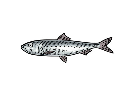 Whole fresh fish sardine. Vector color engraving vintageのイラスト素材