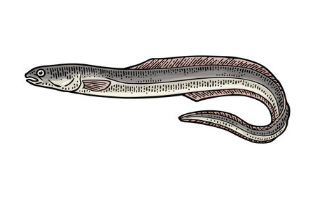 Whole fresh fish eel. Vector engraving vintageのイラスト素材