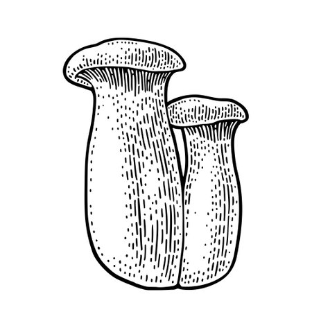 Pleurotus eryngii mushroom also known as eryngi. Vintage monochrome vector engraving illustration isolatedのイラスト素材
