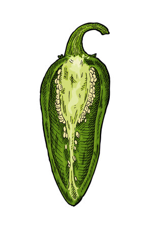 Half green pepper jalapeno. Vintage engraving vector color illustration. Isolated on white background. Hand drawn designのイラスト素材
