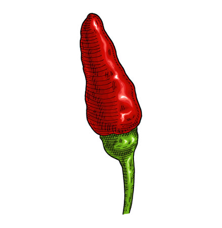 Whole red pepper tabasco. Vintage vector engraving color illustration. Isolated on white background. Hand drawn designのイラスト素材