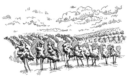 Rural landscape with vineyard fields and hills. Vintage vector hatching black monochrome illustration. Isolated on white background. Hand drawn designのイラスト素材
