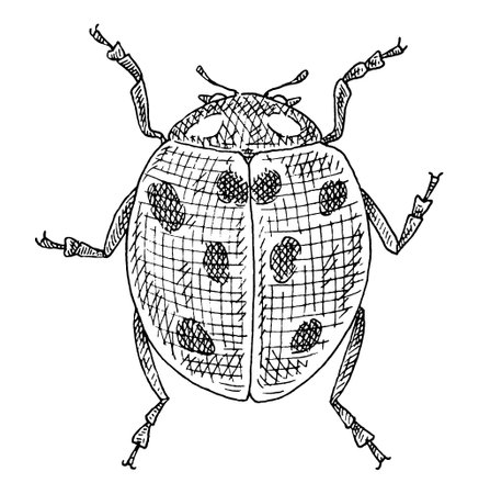Ladybug. Vintage vector hatching monochrome black illustration. Isolated on white background. Hand drawn ink designのイラスト素材
