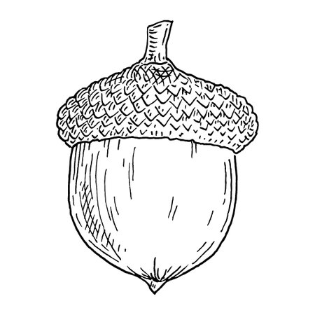 Acorn. Vintage vector hatching monochrome black illustration. Isolated on white background. Hand drawn ink designのイラスト素材