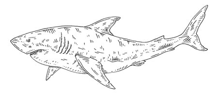 Whole shark on white background. Vintage vector engraving monochrome black illustration. Hand drawn design in a graphic ink style.のイラスト素材