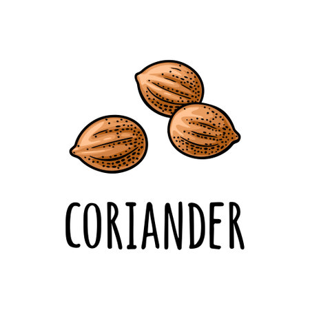 Coriander spice dried seed. Vector color vintage engravingのイラスト素材