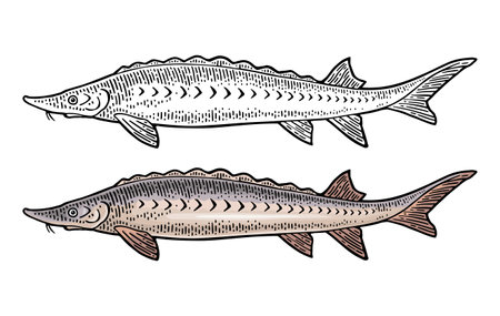 Whole fresh fish sturgeon. Vector color engraving vintageのイラスト素材
