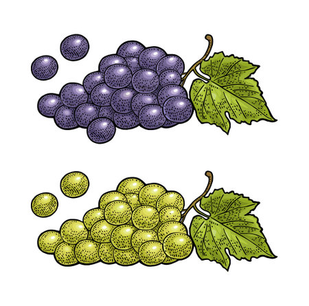 Bunch of grapes with berry and leaves. Vintage engraving vectorのイラスト素材