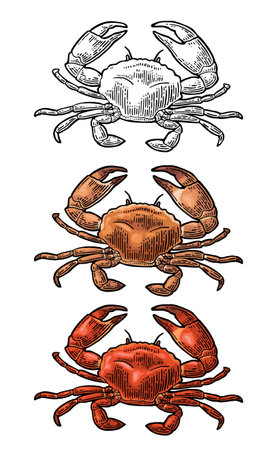 Crab isolated on white. Vector color vintage engravingのイラスト素材