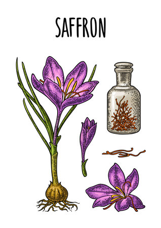 Bottle with saffron dry threads. Plant flower and corms. Engravingのイラスト素材