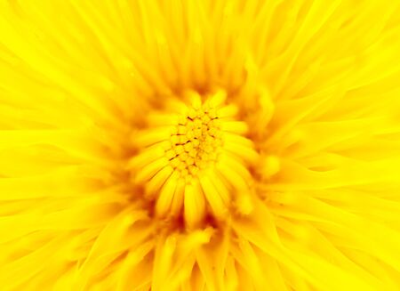 close-up of yellow dandelion flower