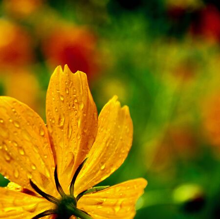 Orange sulfur cosmos after a light rain shower. Was surprised to see them blooming this early when it is still so hot, especially in Tokyo.の写真素材