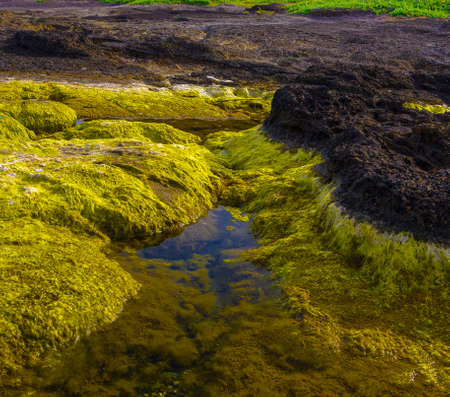 Sulfur colored marine plant drying on coastal rocks at low tide. Initially thought was seaweed but actually might be a filamentous algae called water silk or mermaid's tresses.の写真素材