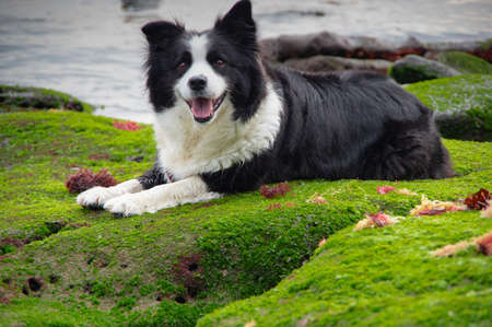 border collieの写真素材
