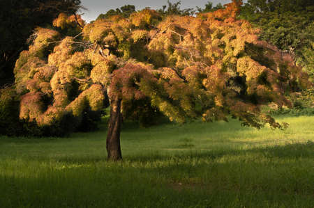 The public park near Sayama Lake had a lone Japanese maple tree with leaves that were distinctly different from the lush, dark green foliage that surrounded the park. The morning sun cast soft, golden light on the tree bringing out warmer tones.の写真素材