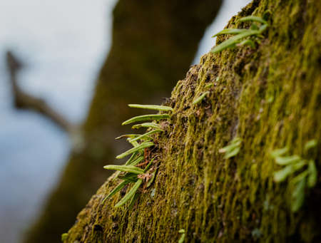 Leaves of a Weeping Fern (Lepisorus thunbergianus) growing a the limb of an old, moss-coverd cherry tree at the peak of Mt. Tako, Tokyo, Japan.の写真素材