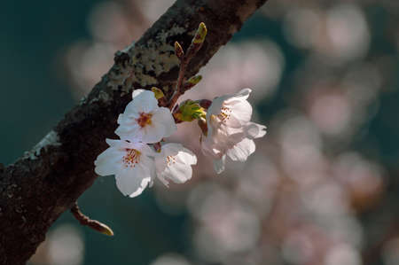 Cherry tree blossoms on shores of Okutama Lake, Tokyo, Japan.の写真素材