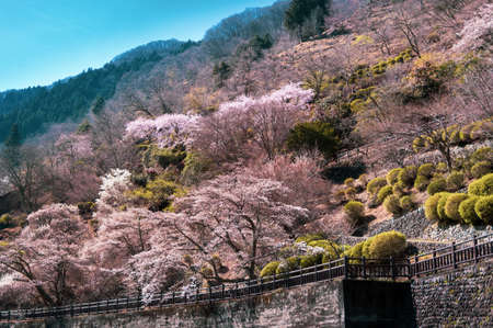 Happoiwa Observatory on the hillside overlooking the northwestern shore of Lake Okutama features many types of cherry trees blossoming at different times from early to late spring.の写真素材