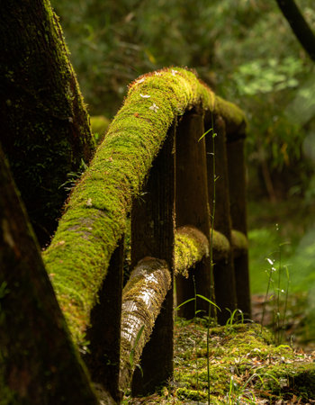 Parts of the footpath that hug the Ashinoko Lake shoreline in Onishi-Hakone Park (Hakone, Japan) have sturdy fences to keep visitors from falling into the lake. The abundance of moisture creates a haven for moss to grow on nearly every possible surface.の写真素材