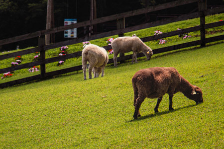 The Makaino Ranch is a part of the Asagari Highlands near the base of Mt. Fuji. This area was where vassals to the shogun would raise war horses. The shogun, Minamot-no-Yoritomo, was the first shogun of the Kamakura shogunate ruling Japan from 1192 until 1199. The surname of one of the vassals was âMakainoââwhich explains why this farm is called Makaino Ranch.の写真素材