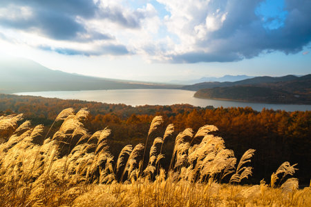 View of Lake Yamanaka (å±±ä¸­æ¹) from the trailhead that leads to the peak of Mt. Myojin (æç¥å±±) in Yamanashi Prefecture where you can enjoy lovely views of the lake and grand views of Mt. Fuji to the southwest (on a clear day).

Access to the trailhead is only a 45-minute drive from the Shin-Hadano Exit on the Tomei Expressway. The trailhead includes restrooms, picnic tables, and free parking.の写真素材