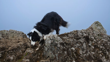 black and white cute dogの写真素材