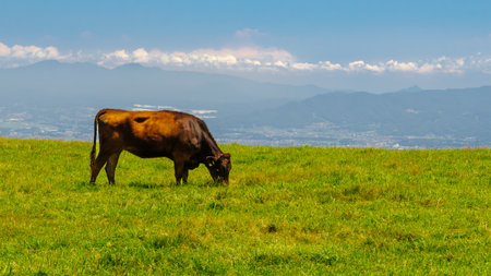 A Japanese Shorthorn cow grazes on the grassy highland plateau extending from Mt. Tateshina, with the city of Saku visible about 20 km (12 mi) to the northeast.の写真素材