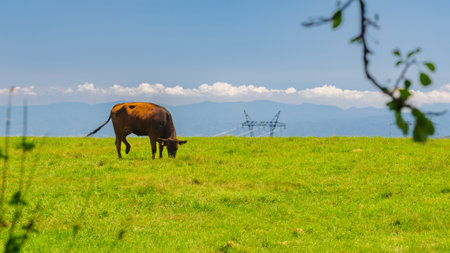 A Japanese Shorthorn cow grazes on the grassy highland plateau extending from Mt. Tateshina, with the city of Saku visible about 20 km (12 mi) to the northeast.の写真素材