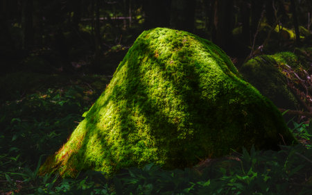 Large moss-covered boulder in a lush green forest illuminated by dappled summer sunlight, Nagano, Japan.の写真素材