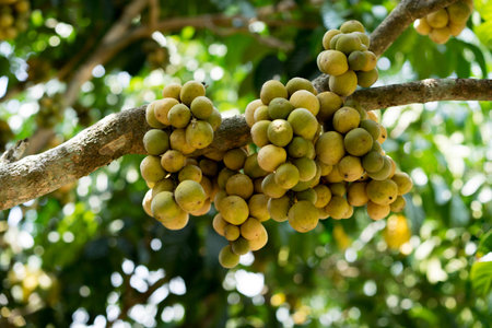 Wollongong fruits on tree in thailandの写真素材