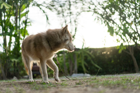 Siberian husky dog walking