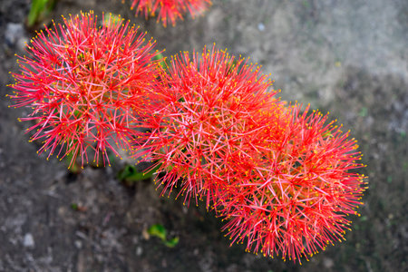 Powder puff lily or Blood flower (Scientific Name:Haemanthus Multiflorus) on blur backgroundの写真素材