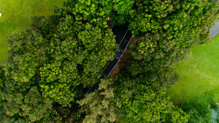 Aerial view of forest road
