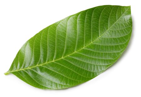 Walnut leaves isolated on whiteの写真素材